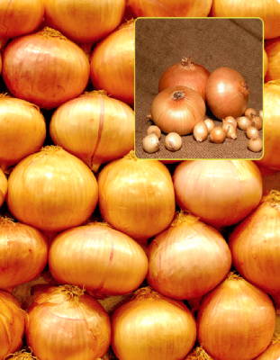 Лук репчатый Шттутгартер Ризен 1 гр б.п.