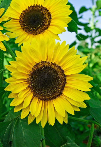 Подсолнечник Глориоза Сансет 1 гр