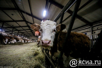 В селе Сымах Мегино-Кангаласского улуса построят роботизированный животноводческий комплекс / ЯСИА   