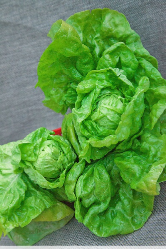 Салат Берлинский желтый 1 гр цв.п