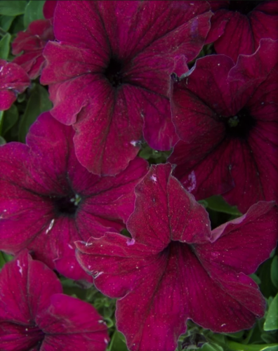 Петуния Лимбо темно-пурпурная 10 шт