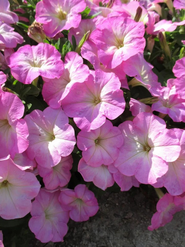 Петуния Лимбо Пинк морн 10 шт