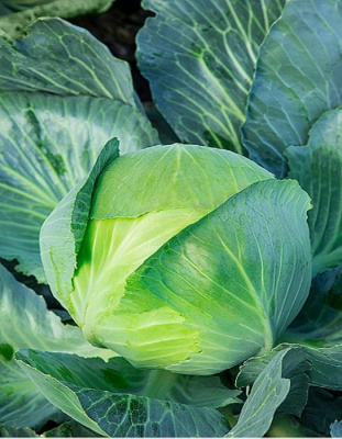 Капуста белокочанная Колобок F1 0,3 гр.  б.п.