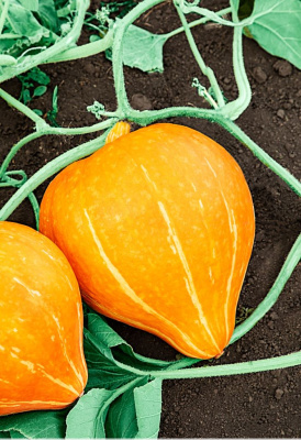 Тыква крупноплодная Россиянка 2 гр цв.п