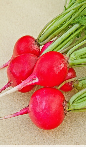 Редис Чемпион 3 гр б.п.