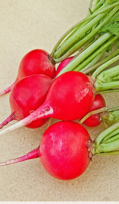 Редис Чемпион 3 гр б.п.