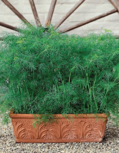 Укроп Зеленая елочка 2 гр. цв.п. (Сибирская серия)