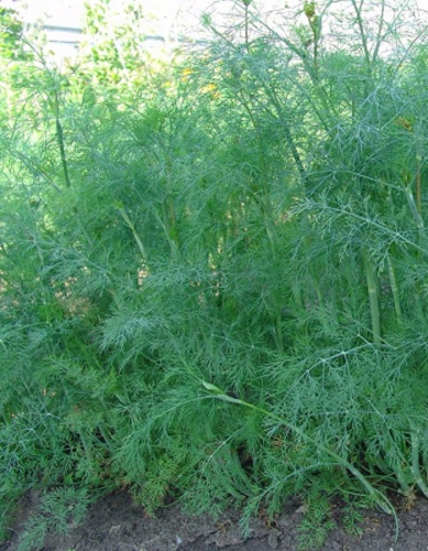 Укроп Кустистый 3 гр цв.п.