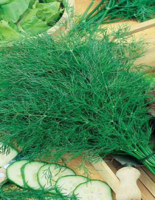 Укроп Кураж 2 гр. цв.п. (Сибирская серия)