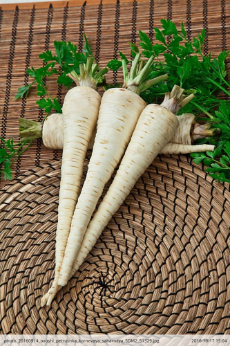 Петрушка корневая Сахарная 3 гр цв.п.