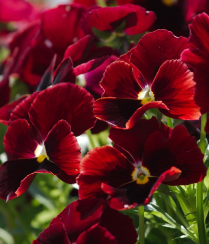 Виола (Анютины глазки) Кларет 0,2 гр