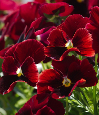 Виола (Анютины глазки) Кларет 0,2 гр