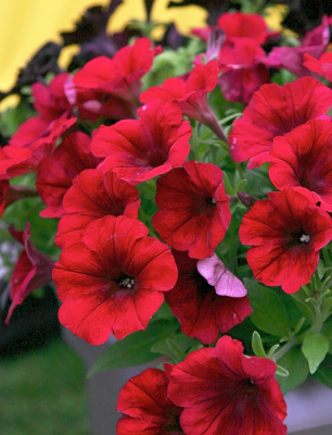 Петуния грандифлора Суперкаскад Ред 10 шт