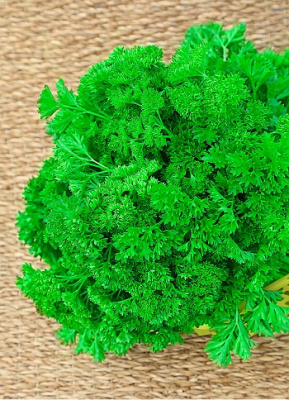 Петрушка кудрявая Ярославна (Селекция "ВХ") 3 гр цв.п.