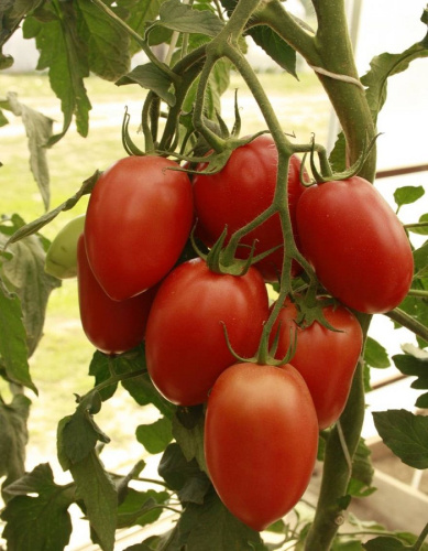 Томат Новичок красный 1 гр цв.п (Сортсемовощ)