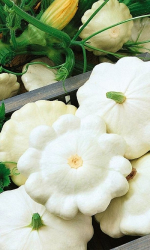 Патиссон Снежная королева 1 гр. цв.п