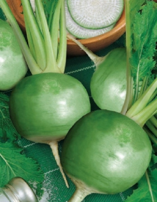 Редька китайская Шрек 1 гр цв.п.