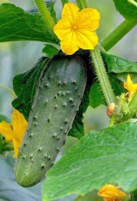 Огурец Кучеряво живем F1 0,25 гр цв.п.