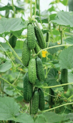 Огурец Филиповна F1 0,25 гр цв.п.