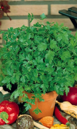 Петрушка листовая Свежий ветер 2 гр цв.п.