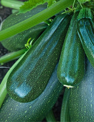 Кабачок Цукини Цукеша 1 гр цв.п (Био-старт)