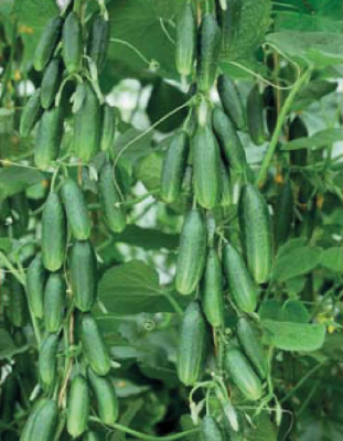 Огурец пучковый Бум F1 5шт.цв.п (Штайнерт)