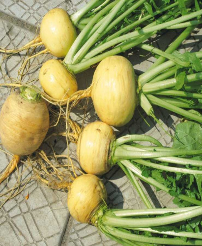 Репа Гинга (Селекция "ВХ") 1 гр цв.п.