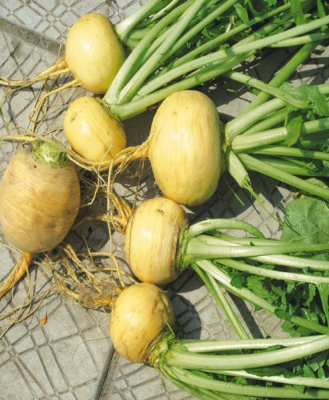 Репа Гинга (Селекция "ВХ") 1 гр цв.п.