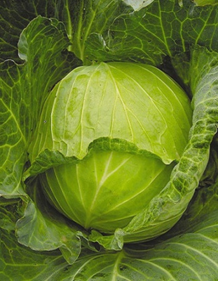 Капуста белокочанная Июньская 1 гр цв.п (Био-старт)