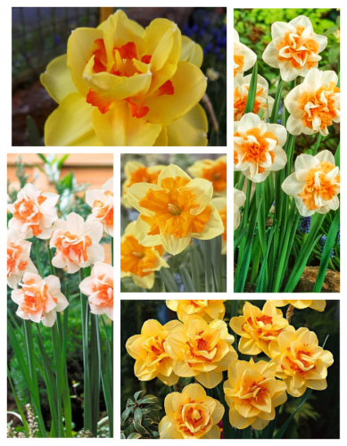 Микс нарциссов "Теплая дружба " 1 уп. ( 5 шт.)