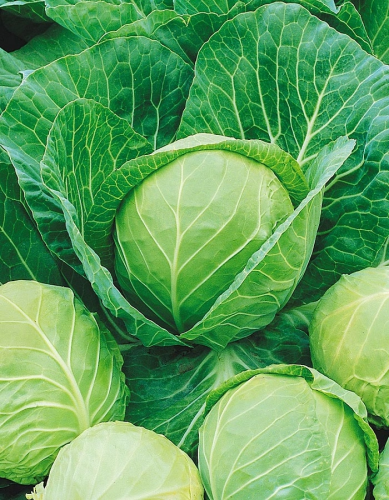 Капуста белокочанная Надежда (Функциональное питание) 1 гр