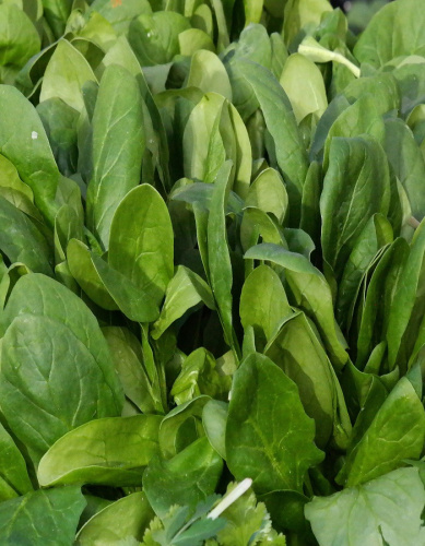 Шпинат Старк 1 гр цв.п (Селекция "ВХ")