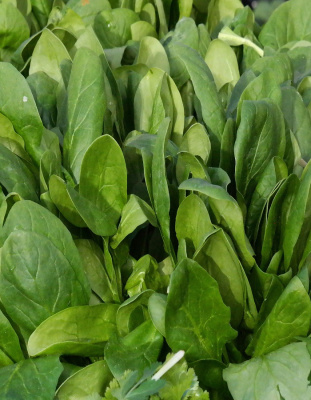 Шпинат Старк 1 гр цв.п (Селекция "ВХ")