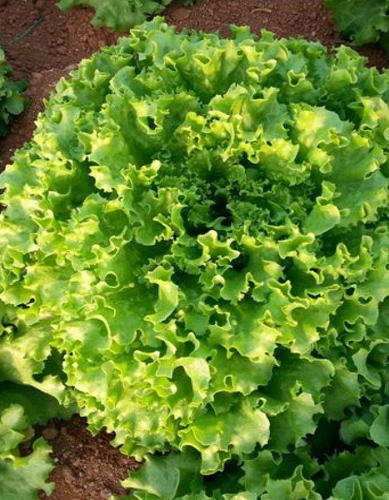 Салат Букет 1 гр. цв.п