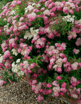 Спирея японская Генпей (Широбана) 1 шт Р9