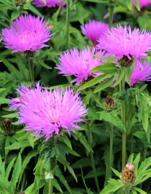 Василек подбеленный Розовый 1 шт Р9