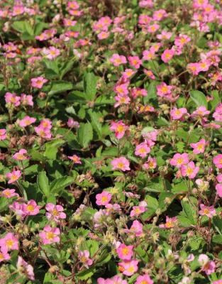 Земляника декоративная Пинк Панда 1 шт Р9