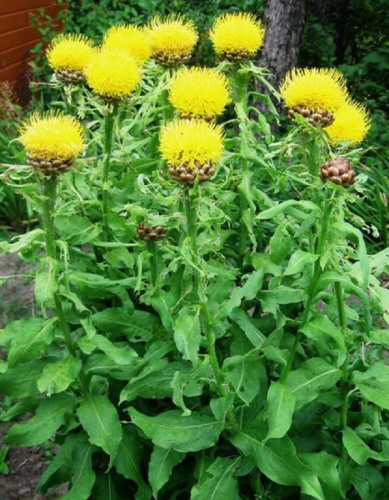 Василек крупноголовый Желтый 1шт Р9