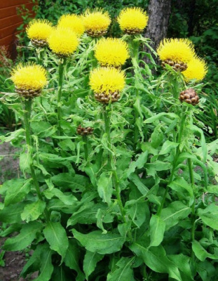 Василек крупноголовый Желтый 1шт Р9