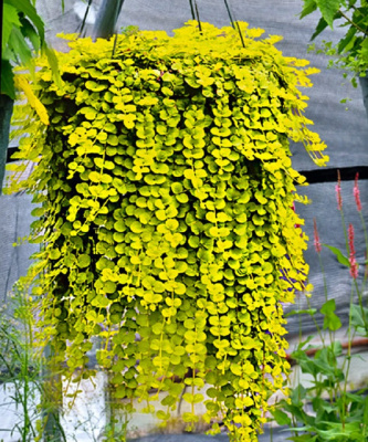 Вербейник монетчатый Ауреа 1 шт Р9