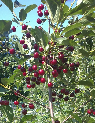 Вишня Молодежная 1 шт