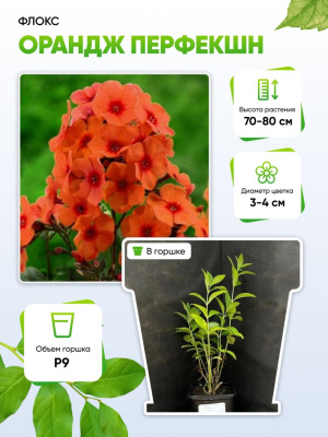 Флокс Орандж Перфекшн 1 шт Р9
