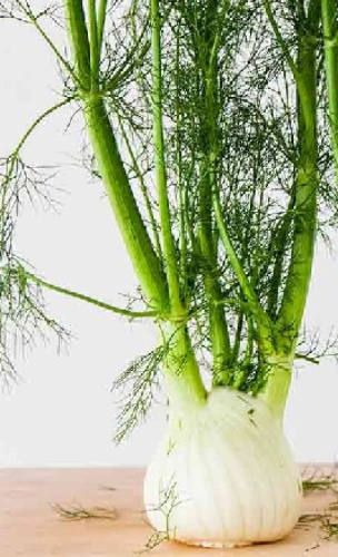 Фенхель (сладкий укроп) Огородный (УД) 0,3 гр цв п