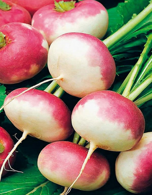 Репа Розовый Мед (УД) 0,3 гр цв.п.