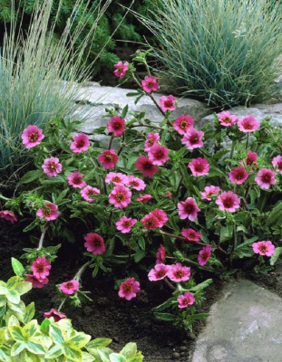 Лапчатка непальская Мисс Вильмонт 1 шт Р9