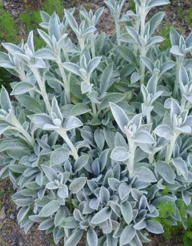 Чистец шерстистый Овечьи ушки 1 шт Р9