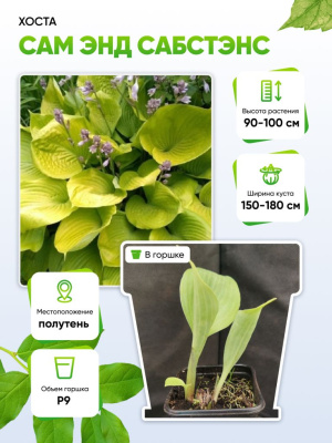 Хоста Сам энд Сабстэнс 1 шт Р9