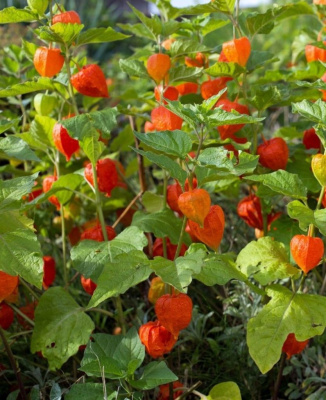 Физалис Китайские фонарики 1 шт Р9