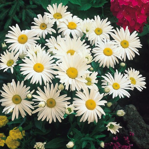 Хризантема Ариэль 1 шт Р9