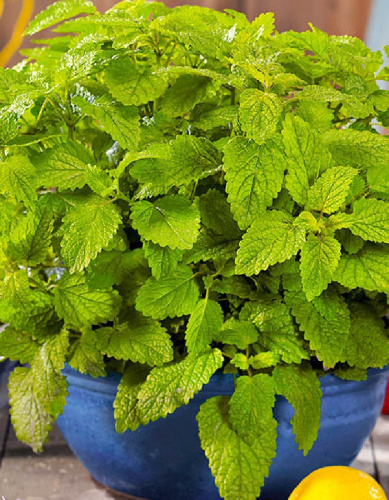 Мелисса лекарственная Мохито Р9